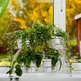 Подставка для 7 цветов на подоконник 14-917 металл - фото 236592 Подставка для 7 цветов на подоконник 14-917 металл - фото 236592