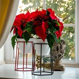 Подставка на подоконник для цветов 66-600 d=12см - фото 237340