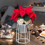 Подставка на подоконник для цветов 66-600 d=12см - фото 237344