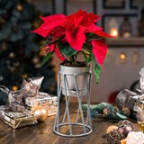 Подставка в стиле Лофт для цветов 66-604 d=10см - фото 237399