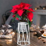 Подставка в стиле Лофт для цветов 66-604 d=10см - фото 237402