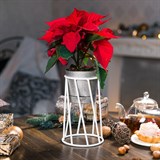 Подставка в стиле Лофт для цветов 66-604 d=10см - фото 237403