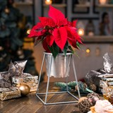 Цветочница на подоконник  66-610 для одного кашпо D=12см - фото 237455