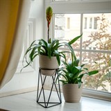 Подставка на подоконник для цветов Лофт 66-603 d=12см - фото 237485