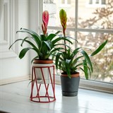 Цветочница на подоконник Лофт 66-605 d=10см цвет красный - фото 237492 Цветочница на подоконник Лофт 66-605 d=10см цвет красный - фото 237492