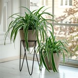 Подставка для цветов кованая 66-609 d=12см - фото 237547