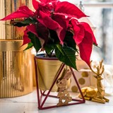 Подставка для цветов на подоконник заяц 660-007 d=12см - фото 238758 Подставка для цветов на подоконник заяц 660-007 d=12см - фото 238758