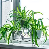 Подставка для цветов на подоконник кованая 41-014 - фото 240006