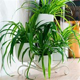 Кованая подставка на подоконник для четырех цветов 41-015 - фото 240019