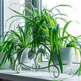 Кованая подставка на подоконник для трех цветов 41-017 - фото 240041